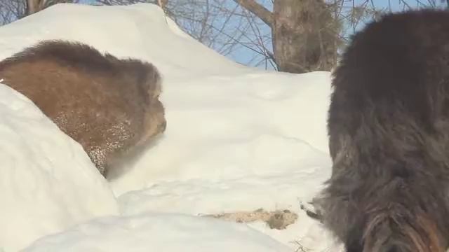 Кабан2 смотреть онлайн