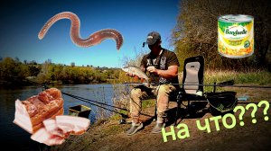 НА ЧТО КЛЮЕТ РЫБА?