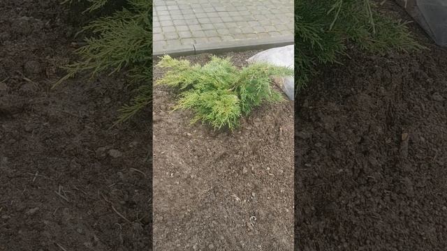 Новая клумба после ливня