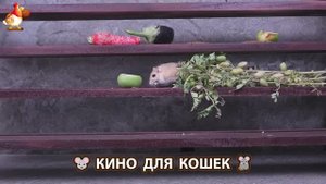 Видео для кошек про крысок развлекать питомцев 🐭🐀😂 (55)