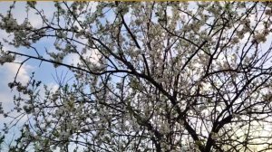 Вот и пришла весенняя пора! 🌺💐🪺