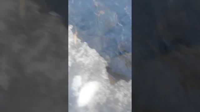 Выпуск фарели в реку Ардон. смотреть онлайн