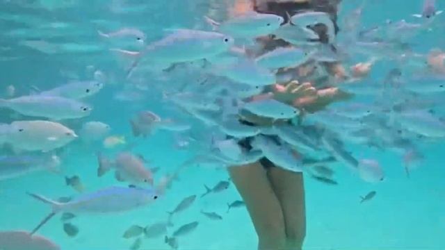 Мальдивы. Снорклинг. смотреть онлайн