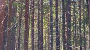 Экотропа Комарово