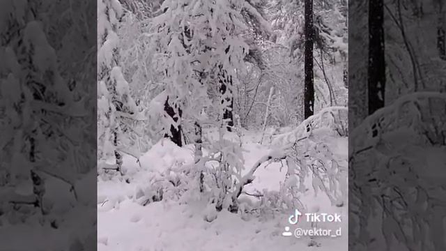 Природа Бурятии, Кяхтинский район. Первый снег в тайге 10 сентября 2020г. смотреть онлайн