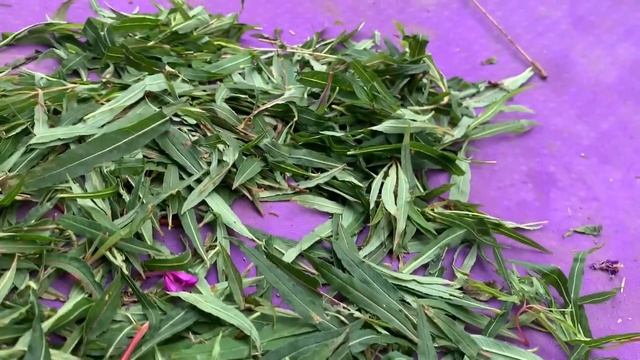 Еда индейца IV. Полет треугольной ракеты смотреть онлайн