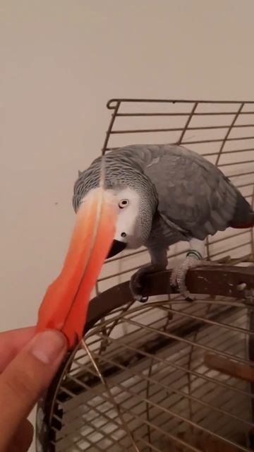 Чей туфля ? Эврика попугай жако смотреть онлайн