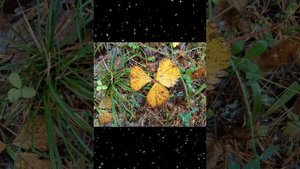 ЭТИ ТРОГАТЕЛЬНЫЕ, ЧАРУЮЩИЕ МЕЛОДИИ ДАРЯТ МИР ДУШЕ, ВЫЗЫВАЯ ЖЕЛАНИЕ ЖИТЬ.