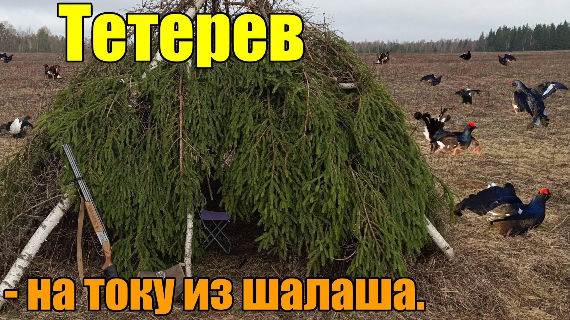 Охота на тетерева весной из шалаша на току