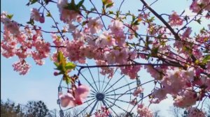 ВЕСНА. Калининград