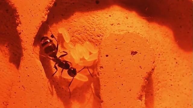 Ant Nest "Camponotus Novaeboracensis" *** LIVE STREAM *** 6 смотреть онлайн