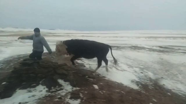 Баянаул смотреть онлайн