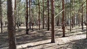 утро в весеннем лесу