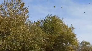 Первомайский, Сиваш и Мавринский осенью