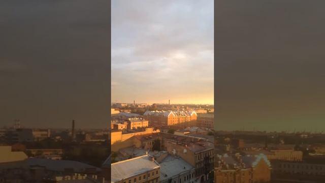 чайки в спб