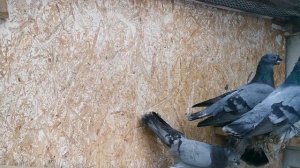 Usbekische Tauben Узбекские голуби Сизый Уды