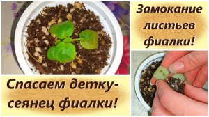 Замокание листьев фиалки! Спасаем детку-сеянец фиалки!