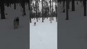 ИЗБА ОХОТНИКА В ГЛУШИ КАРЕЛЬСКОЙ