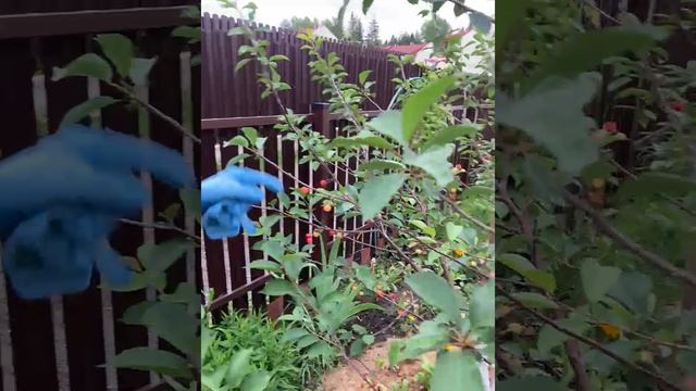 Моя вишня и не совсем грамотно внесённая органика.