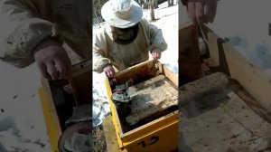 Мое пчеловодство в Удмуртии.