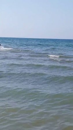 Дельфины до жути напугали людей в Анапе