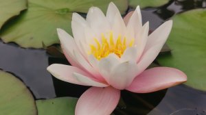 Как зимуют нимфеи на Урале