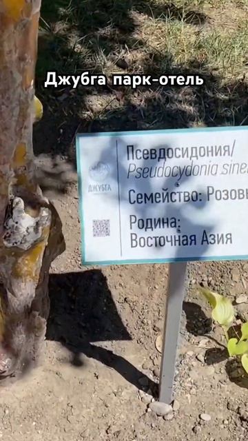 Полные видеообзоры на моем канале #джубга #sea #море #russia #россия #отелироссии смотреть онлайн