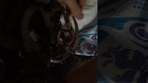 Подготовка капканов на лису 07.12.19г