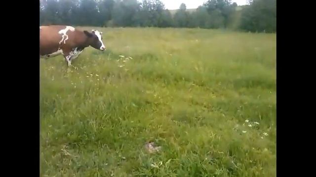 БИТВА ЗА ВЫЖИВАНИЕ смотреть онлайн