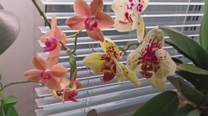 Полив/ Обзор НОВЫХ РОСПУСКОВ☀️🌷🦋
