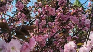Керчь. Цветёт сакура, отличная погода 23.04.25