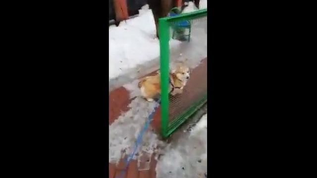 зоогостиница ЛапкиУшки