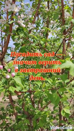 Посадить сад- значит верить в завтрашний день...