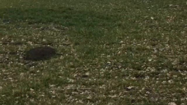 Подкормка озимой пшеницы часть 2 на МТЗ 892 и ГАЗ 3309 смотреть онлайн