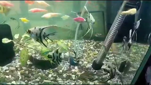 Зоомагазин Золотая рыбка Астана смотреть онлайн