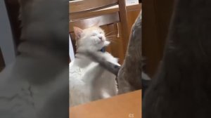 крутая подборка с котами, кошками и котятами