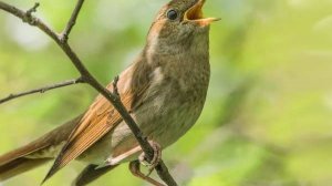 Курский соловей - в этом году прилетел раньше обычного