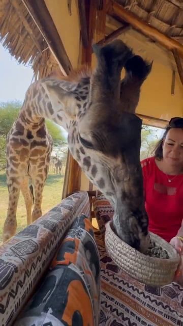 Вы это должны увидеть! 🦒 Отель с жирафами в Танзании. Парк Сервал #shorts
