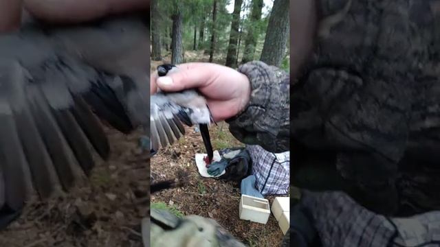 Различия серого и обычного снегирей 2. смотреть онлайн