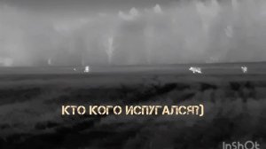 Кабаны встретились с зайцем