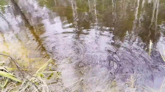 VLOG/окуневая турбаза/спаривание лягушек. смотреть онлайн