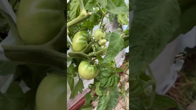 2 сентября прошлого года, а у меня в Лен. обл. на улице продолжают зреть помидоры.
