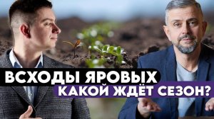 Лён, горох, чечевица. Как сказался мороз, есть ли эффект от обработок и куда пропали мыши?