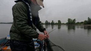 Поймал "крокодила" на городском пляже.