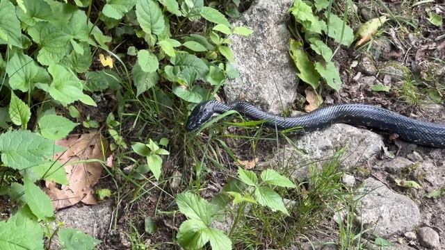 День 80. Кто ходит вокруг нашей палатки?😱 смотреть онлайн