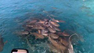 Обзор отеля VILLA PARK (SUN ISLAND) МАЛЬДИВЫ ИЮЛЬ 2024