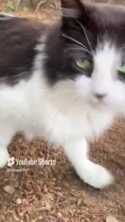 Милые котики