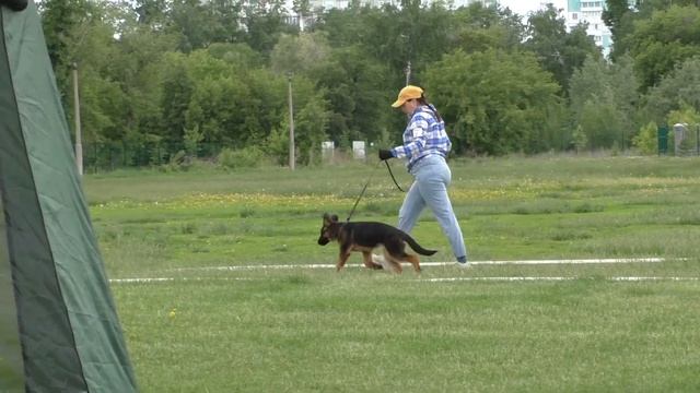 беби кобели стандарт смотреть онлайн