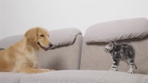 Давай знакомиться...