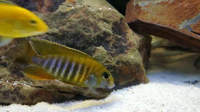 Aulonocara Maleri смотреть онлайн